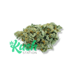 Alien Kush | Hybrid | Kush Station | Buy Weed Online