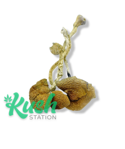ML | Magic Mushrooms | Kush Station | Buy Magic Mushrooms Online