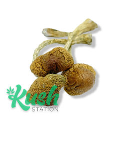 MZ | Magic Mushrooms | Kush Station | Buy Magic Mushrooms Online