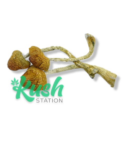 MZ | Magic Mushrooms | Kush Station | Buy Magic Mushrooms Online