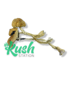 ML | Magic Mushrooms | Kush Station | Buy Magic Mushrooms Online