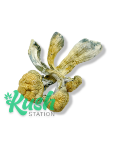 Penis Envy Mushrooms | Buy Weed Online In Canada