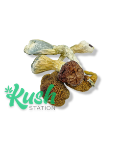 Blue Meanies | Magic Mushrooms | Kush Station | Buy Magic Mushrooms Online