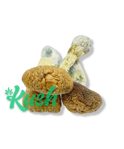KS | Magic Mushrooms | Kush Station | Buy Magic Mushrooms Online