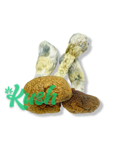 KS | Magic Mushrooms | Kush Station | Buy Magic Mushrooms Online
