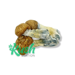 Mel | Magic Mushrooms | Kush Station | Buy Magic Mushrooms Online