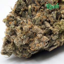 Purple Haze | Sativa-Dom | Kush Station | Buy Weed Online In Canada