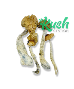 Golden Teacher | Mushroom | Kush Station | Buy Weed online In Canada