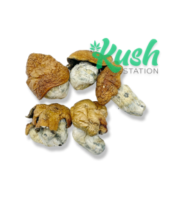King Kong | Mushroom | Kush Station | Buy Weed online In Canada