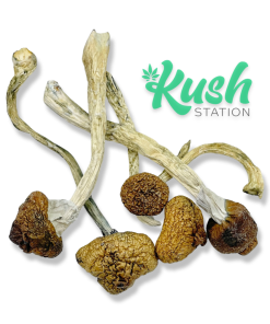 Mexi | Mushroom | Kush Station | Buy Weed online In Canada