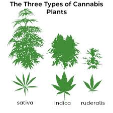 marijuana strain 