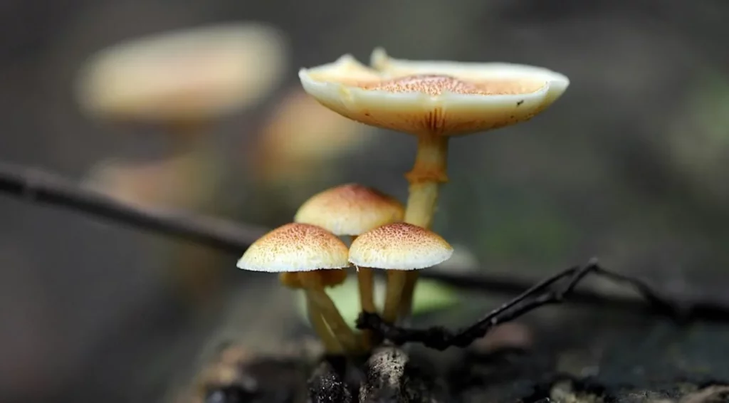 Best Mushroom Strain for Visuals