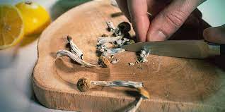 Lemon Tekking Mushrooms: To Enhanced Psychedelic Experiences