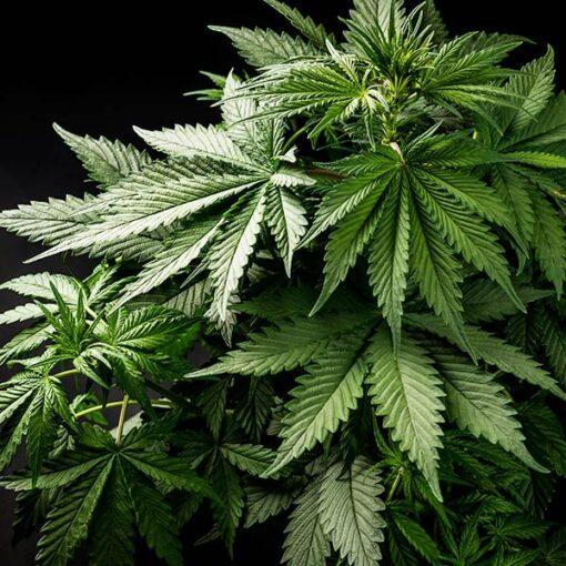 Peanut Butter Rockstar Strain