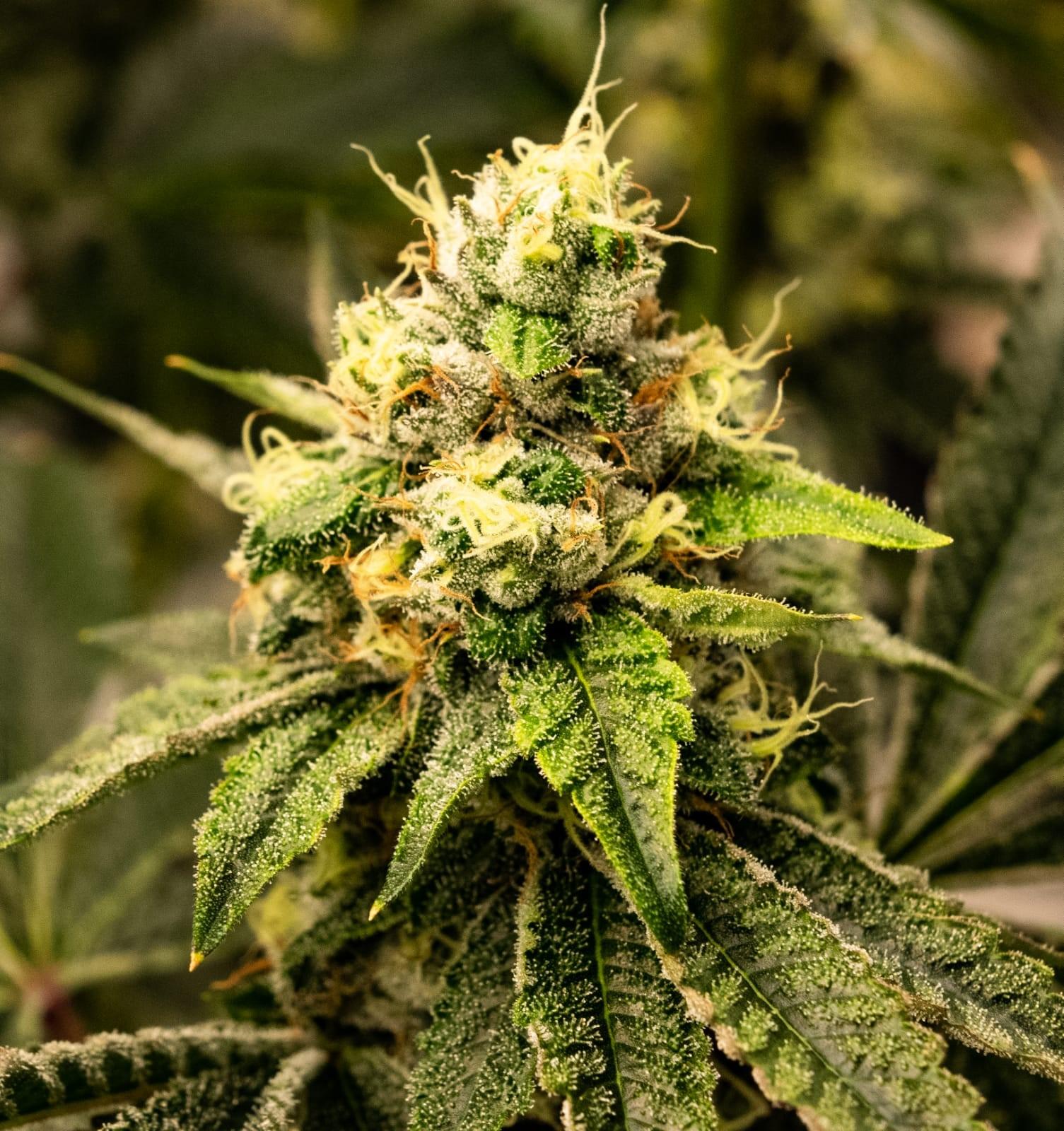 The Wonders of Legendary Larry Strain: Effects and Benefits