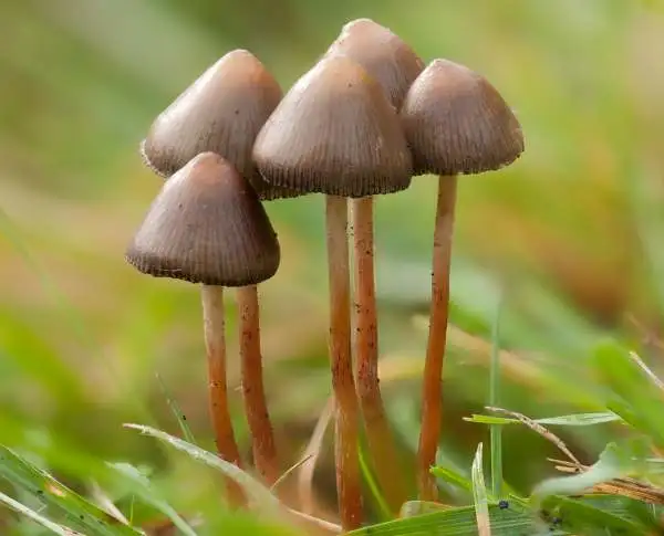 Most Potent Psilocybe