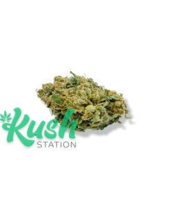 Super Lemon Haze | Sativa | Kush Station | Buy Weed Online In Canada
