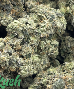 El Chapo | Indica | Kush Station | Buy Weed Online In Canada