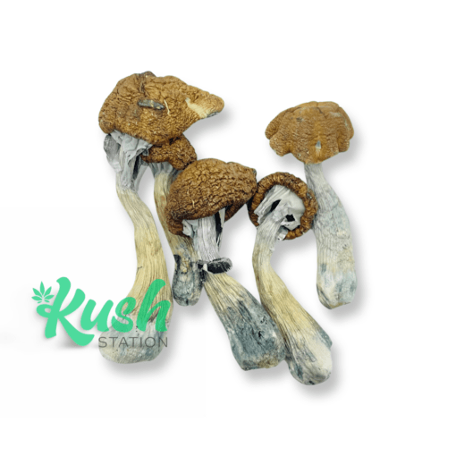 Tidal Wave | Mushrooms | Kush Station | Buy Weed Online In Canada