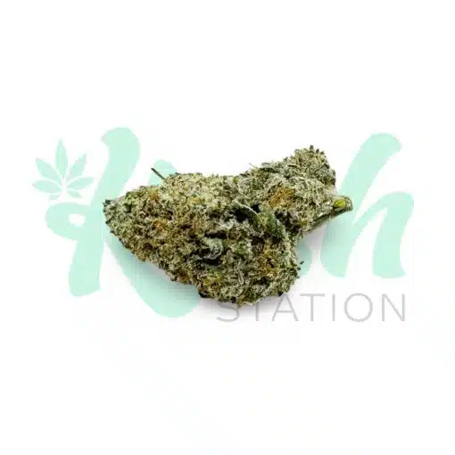Girl Scout Cookies | Hybrid | Kush Station | Buy Weed Online In Canada