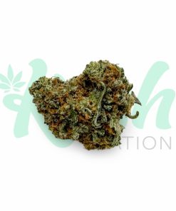 Congo Bongo | Sativa | Kush Station | Buy Weed Online In Canada