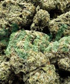 Purple Mac | Hybrid | Kush Station | Buy Weed Online In Canada
