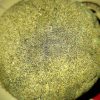 Pressed Kief | Hybrid | Kush Station | Buy Weed Online In Canada