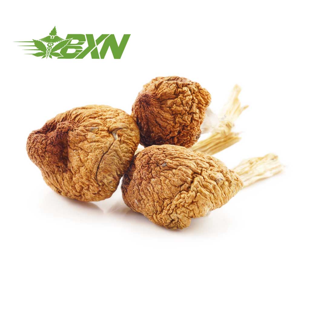 Buy Mushroom - Daddy Long Legs at Kush Station Online Shop