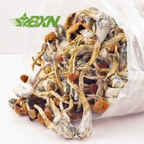 Buy Mushroom - Daddy Long Legs at Kush Station Online Shop