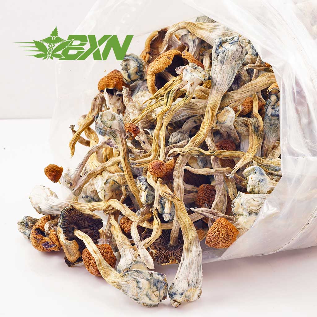 Buy Mushroom - Daddy Long Legs at Kush Station Online Shop
