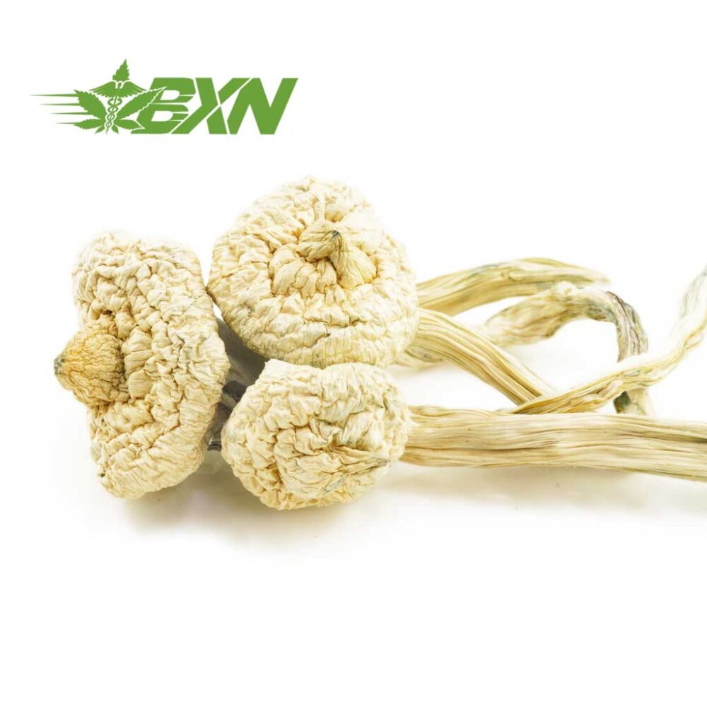 Buy Mushroom - Great White Monster at Kush Station Online Shop