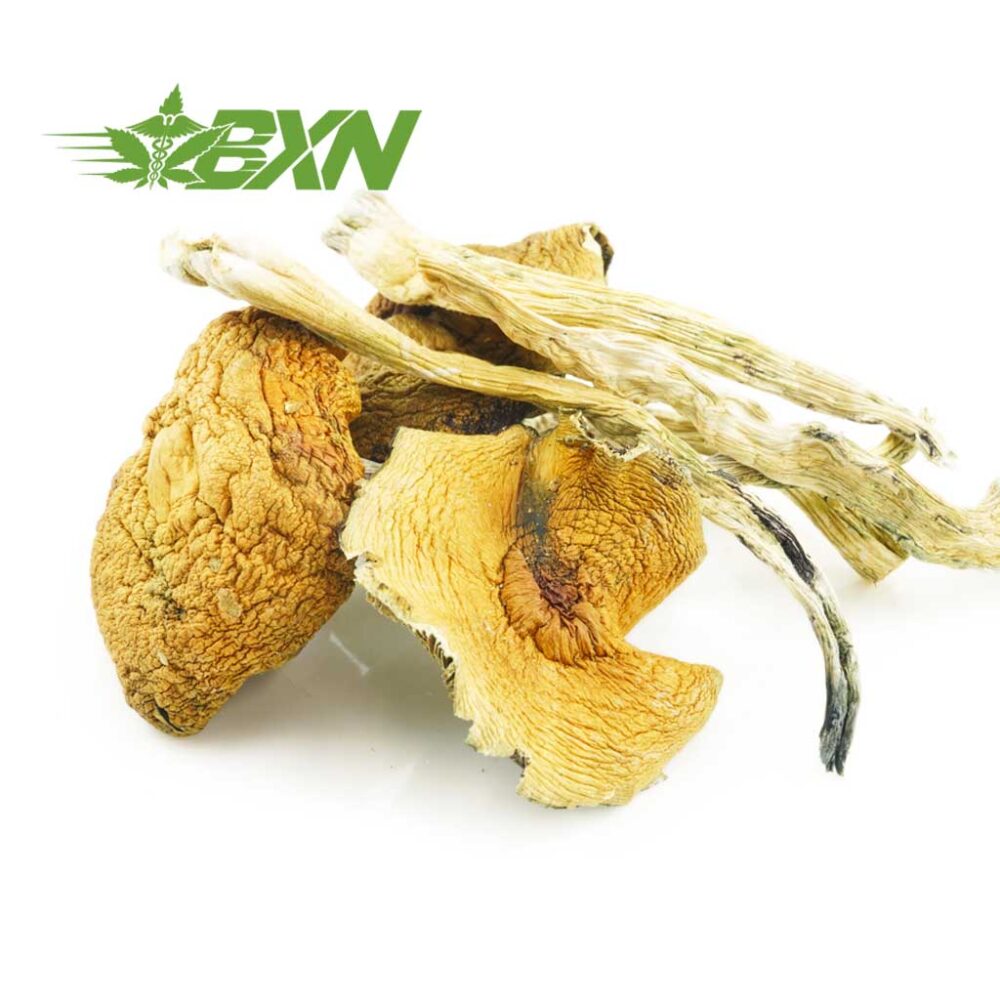 Buy Mushroom - African Transkei at Kush Station Online Shop