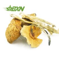 Buy Mushroom - African Transkei at Kush Station Online Shop