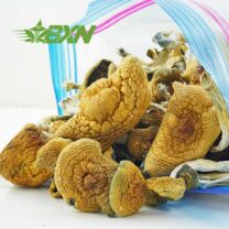 Buy Mushroom - African Transkei at Kush Station Online Shop