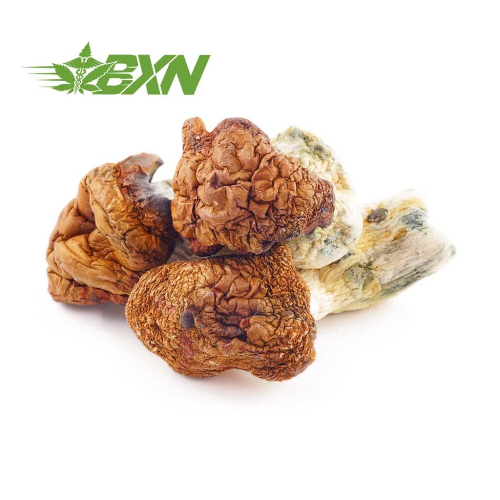 Buy Mushroom - Dino Egg at Kush Station Online Shop