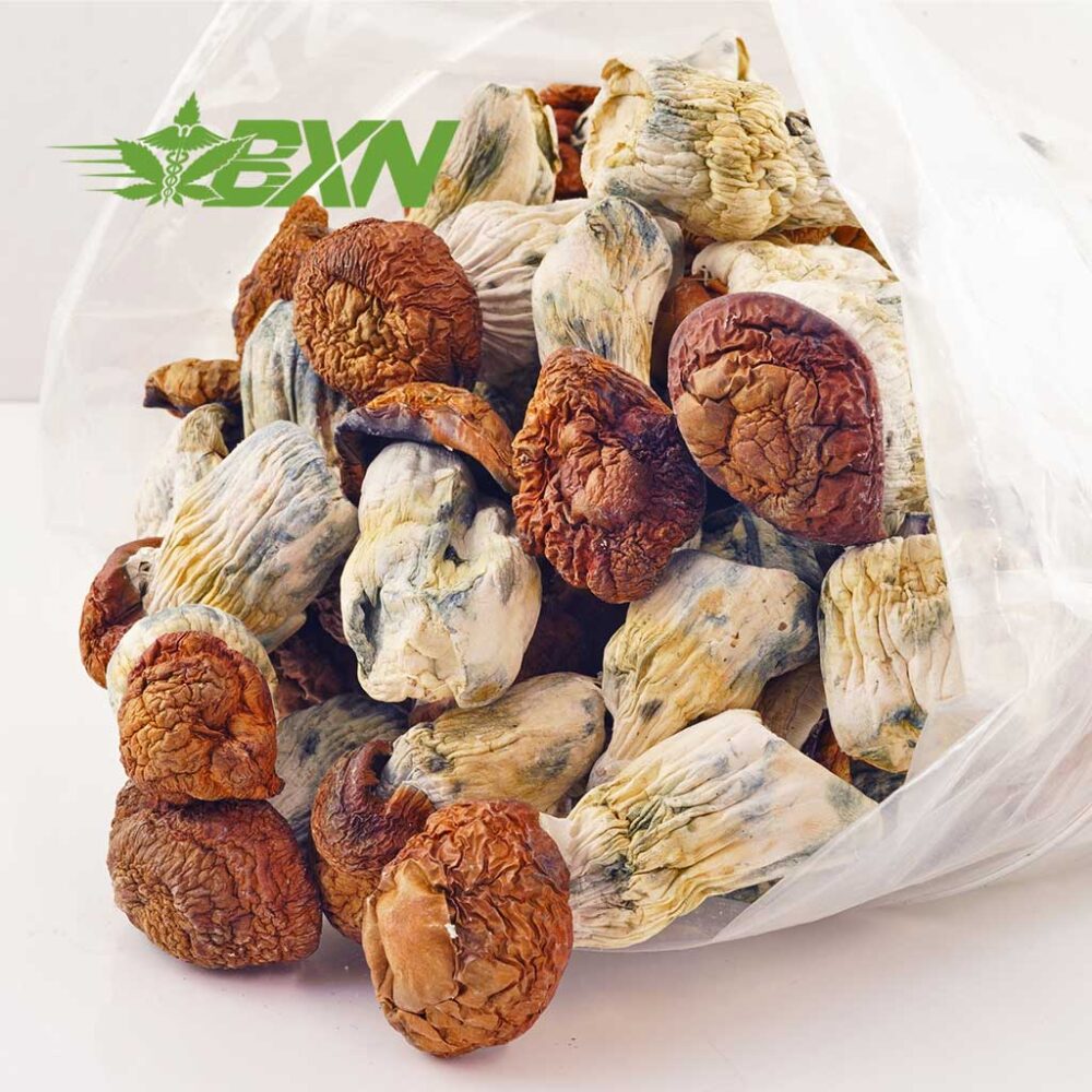 Buy Mushroom - Dino Egg at Kush Station Online Shop