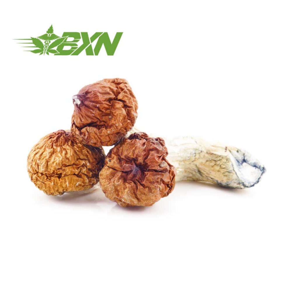 Mushroom - Texas Penis Envy