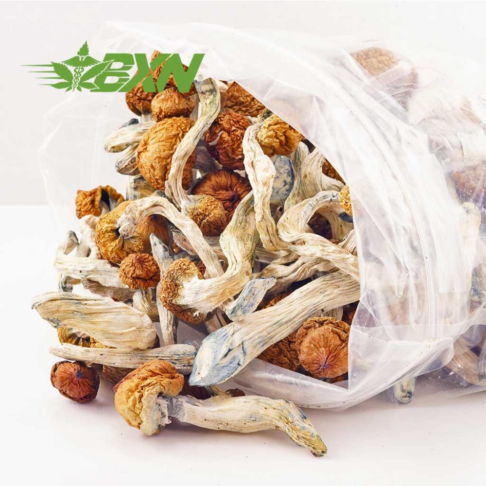 Buy Mushroom - Texas Penis Envy at Kush Station Online Shop