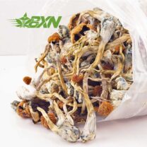 Buy Mushroom - Thai at Kush Station Online Shop