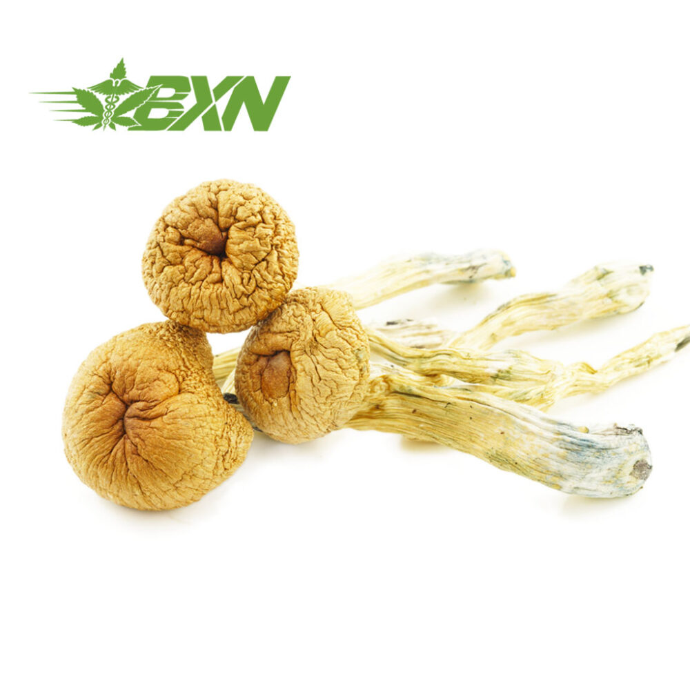 Buy Mushroom - Blue Meanies at Kush Station Online Shop