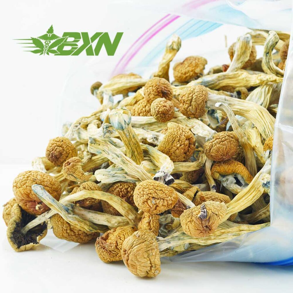 Buy Mushroom - Blue Meanies at Kush Station Online Shop