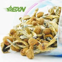 Buy Mushroom - Blue Meanies at Kush Station Online Shop