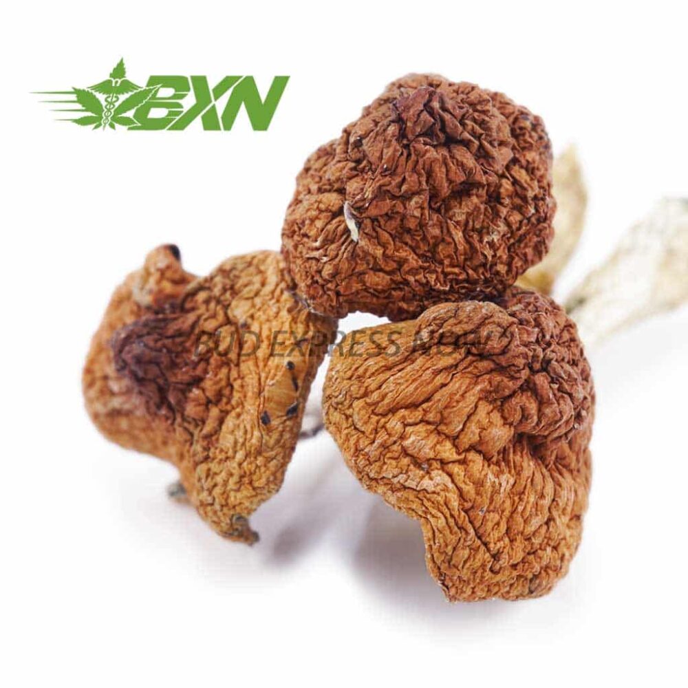 Mushroom Stargazer Online Shop