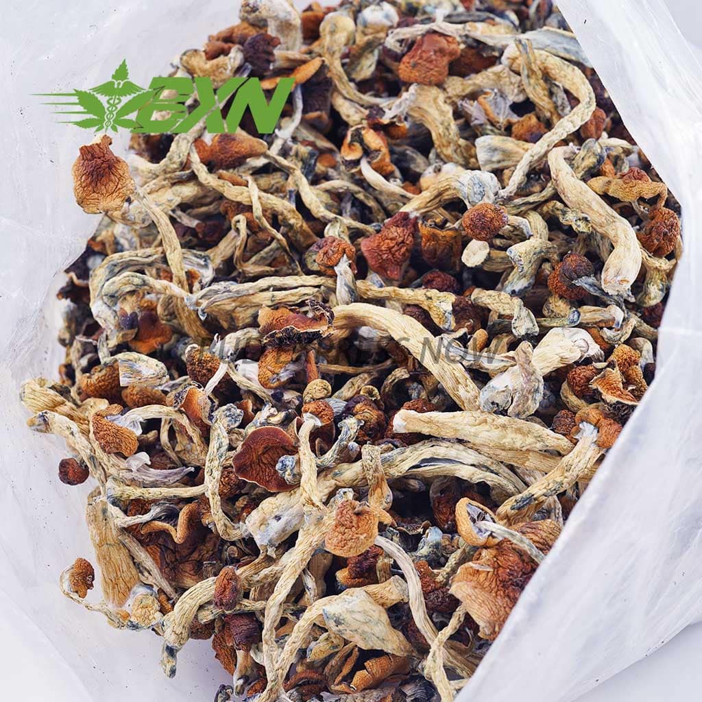 Buy Mushroom Stargazer