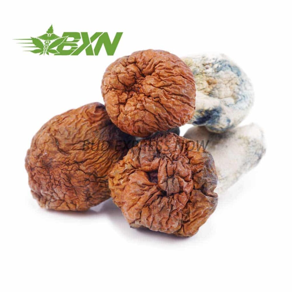 Buy Mushroom - Blue Pulaski at Kush Station Online Shop