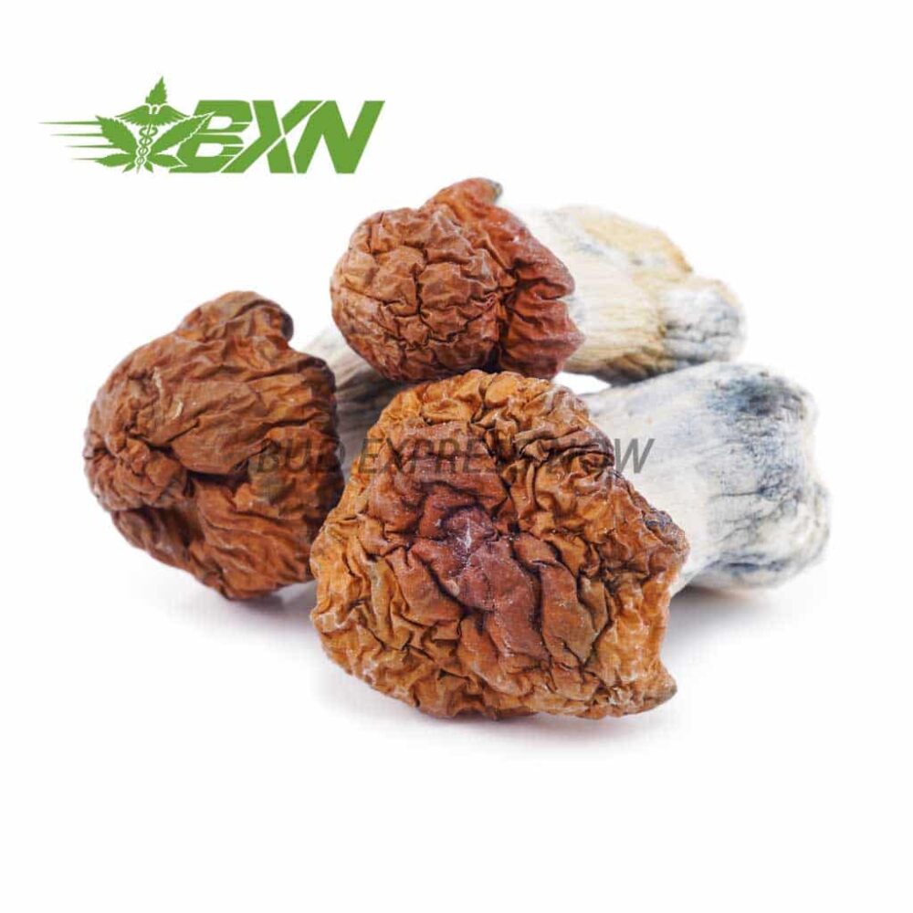 Buy Mushroom - Tidal Wave at Kush Station Online Shop