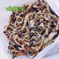 Buy Mushroom - Apex at Kush Station Online Shop