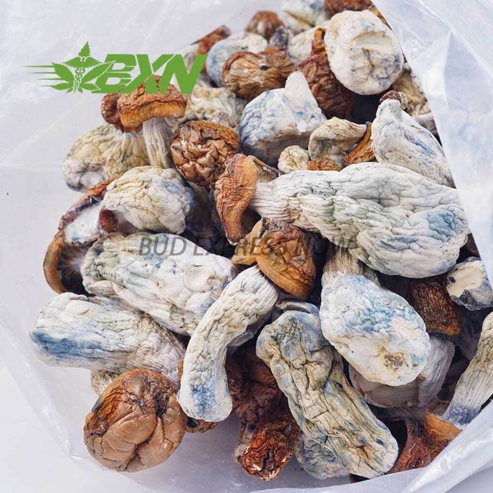 Buy Mushroom - Code Blue at Kush Station Online Shop