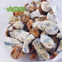 Buy Mushroom - Code Blue at Kush Station Online Shop