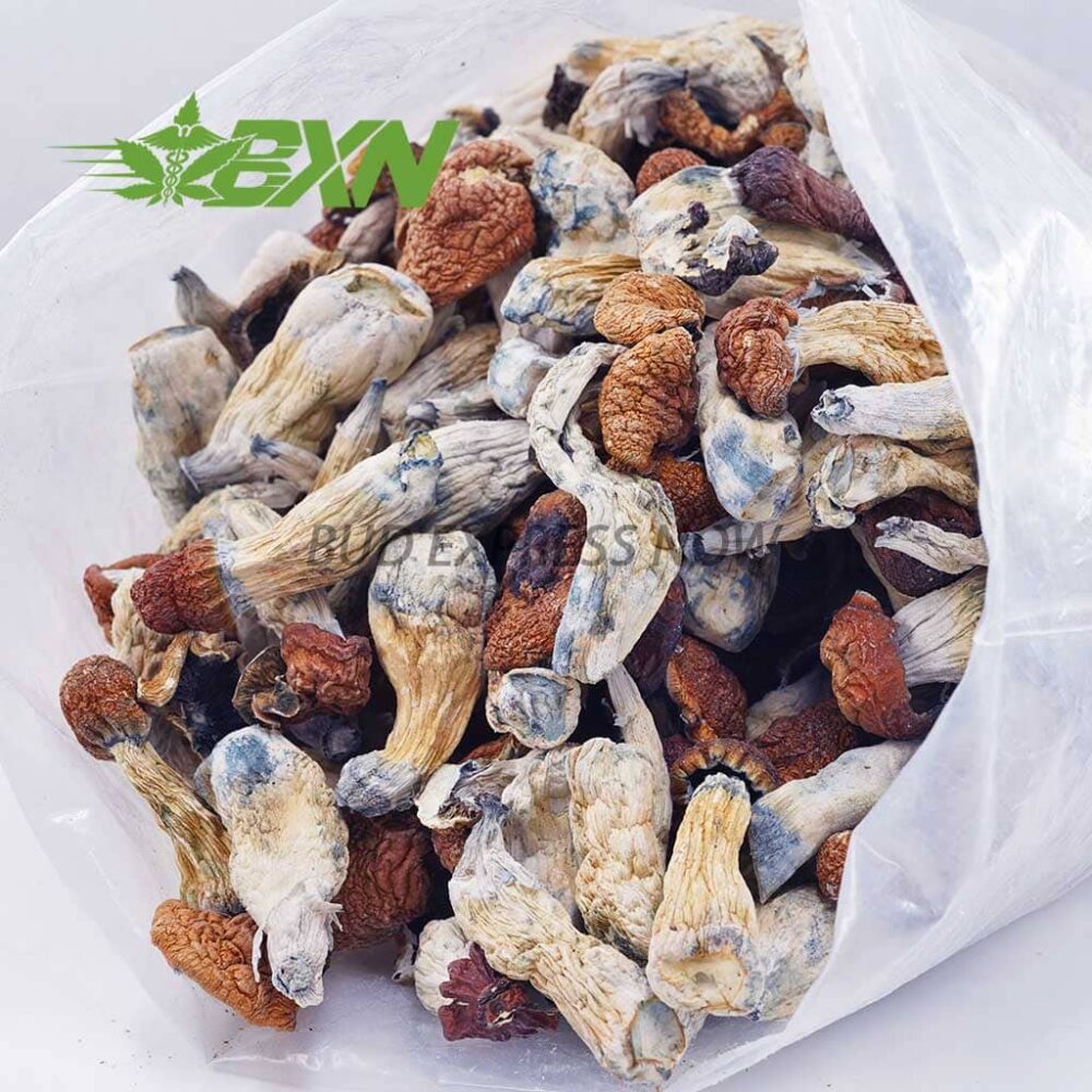 Mushroom - Tidal Wave - Image 4